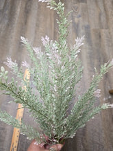 Load image into Gallery viewer, 23 INCH SOFT GREEN W/PINK REAL TOUCH FOLIAGE BUSH
