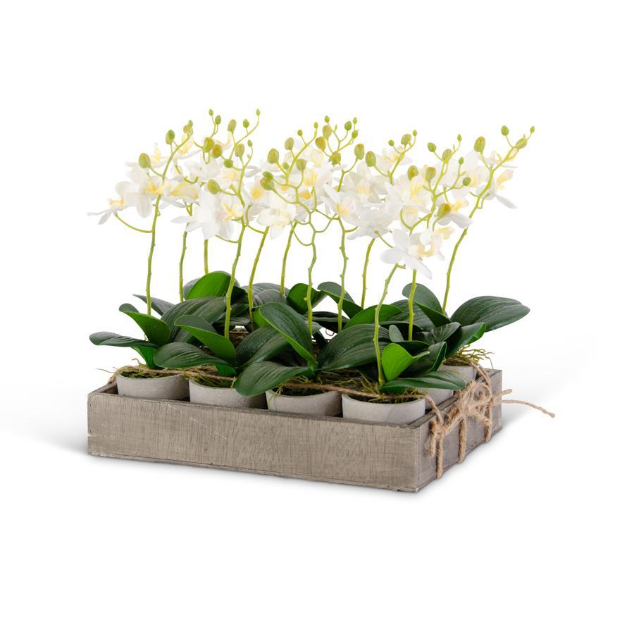 17324A Potted White Orchids w/Wood Tray