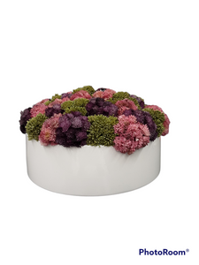 Sedum Round White Planter/ Color Vary