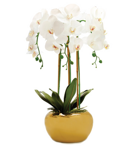 OP3010 3 Branched White Orchid Plant in Gold Pot