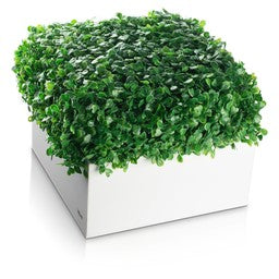 VA-SQ-BW Vase Set - Square Boxwood Arrangment